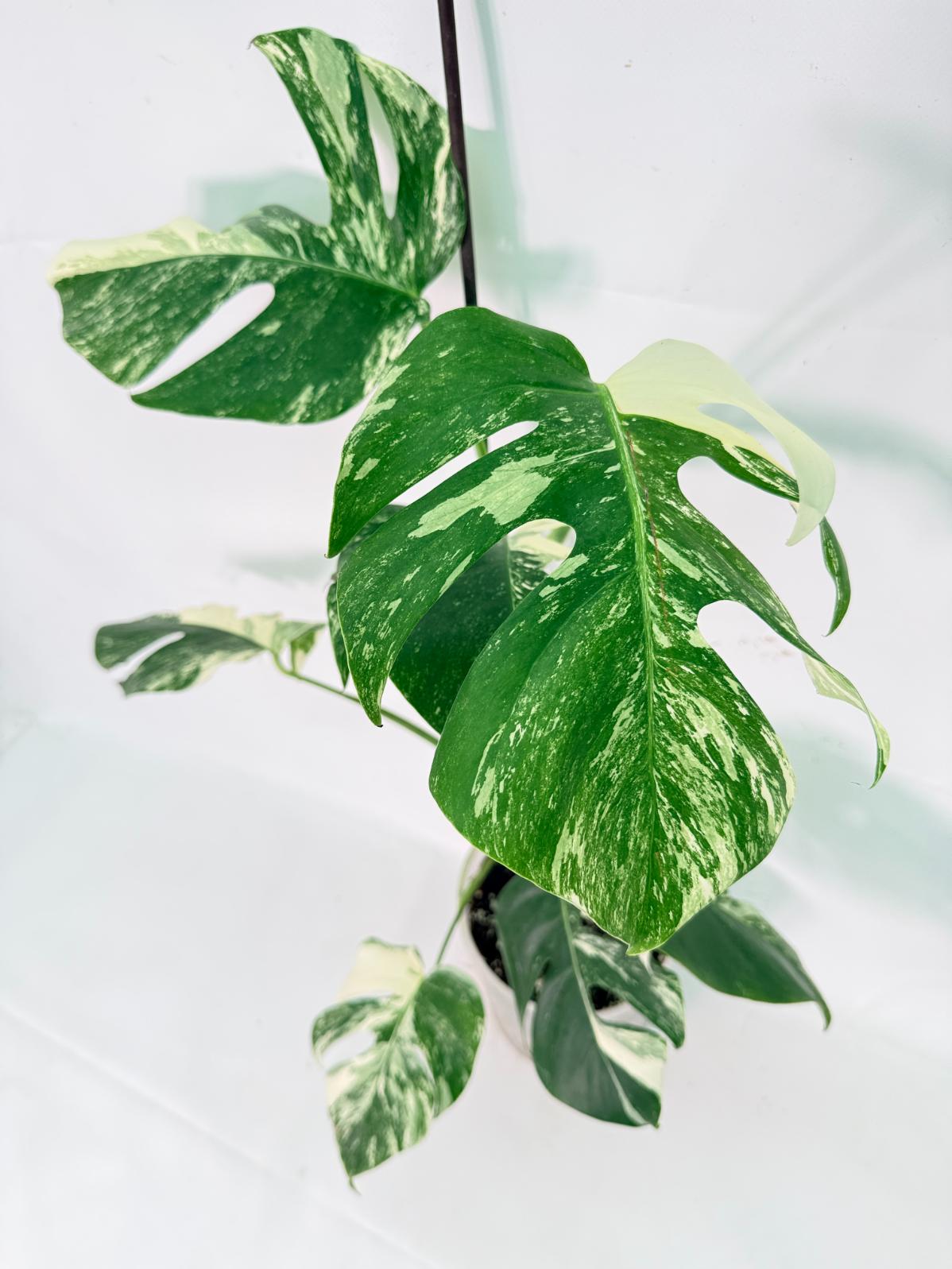 Monstera Albo Variegata XL 01