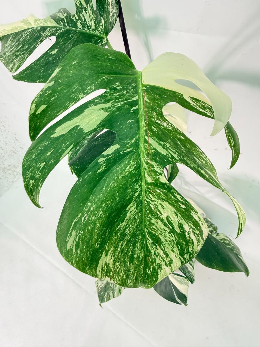 Monstera Albo Variegata XL 03