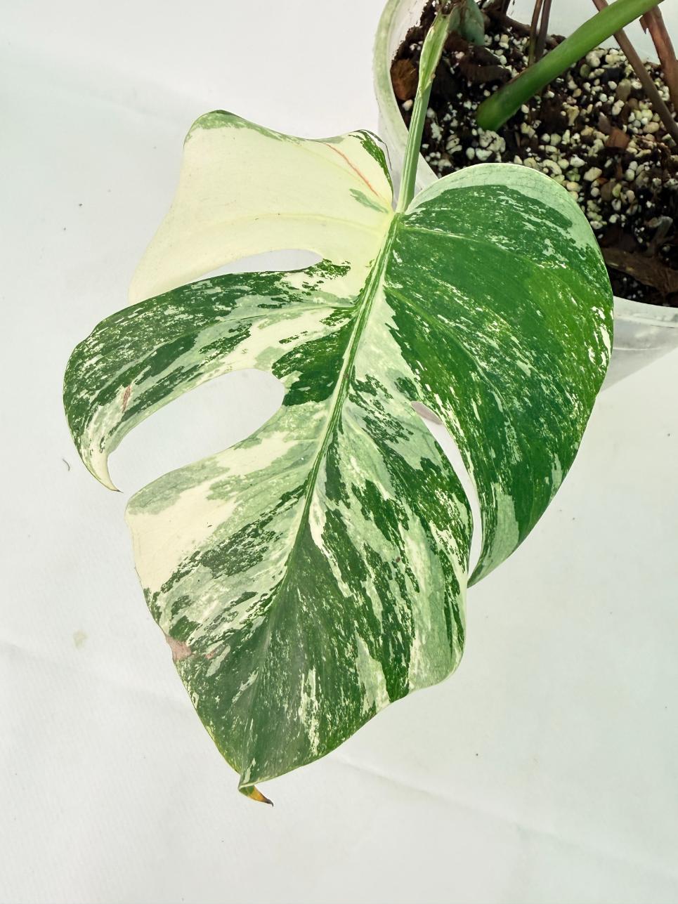 Monstera Albo Variegata XL 04