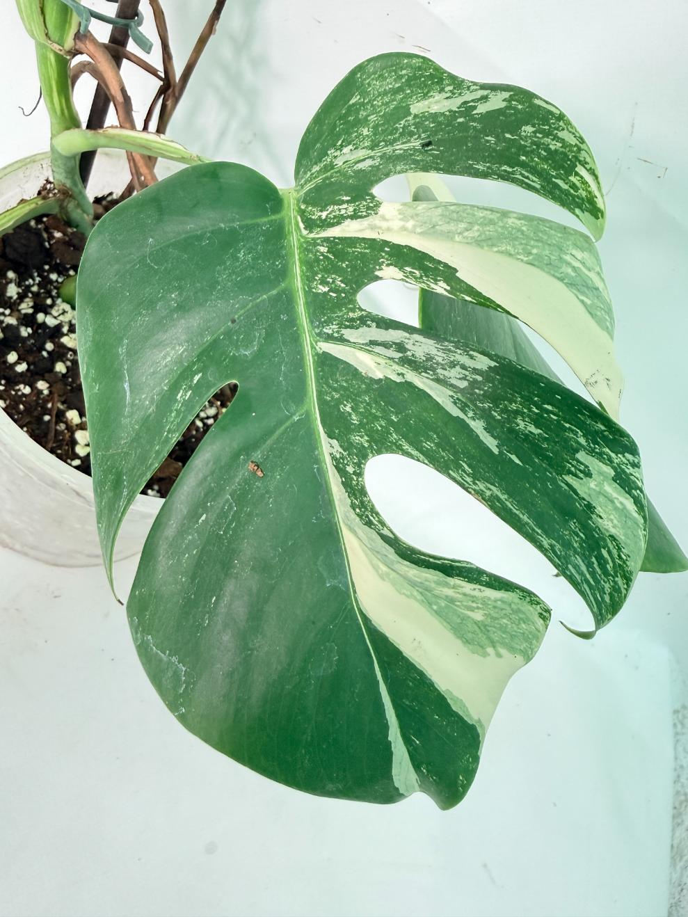 Monstera Albo Variegata XL 05