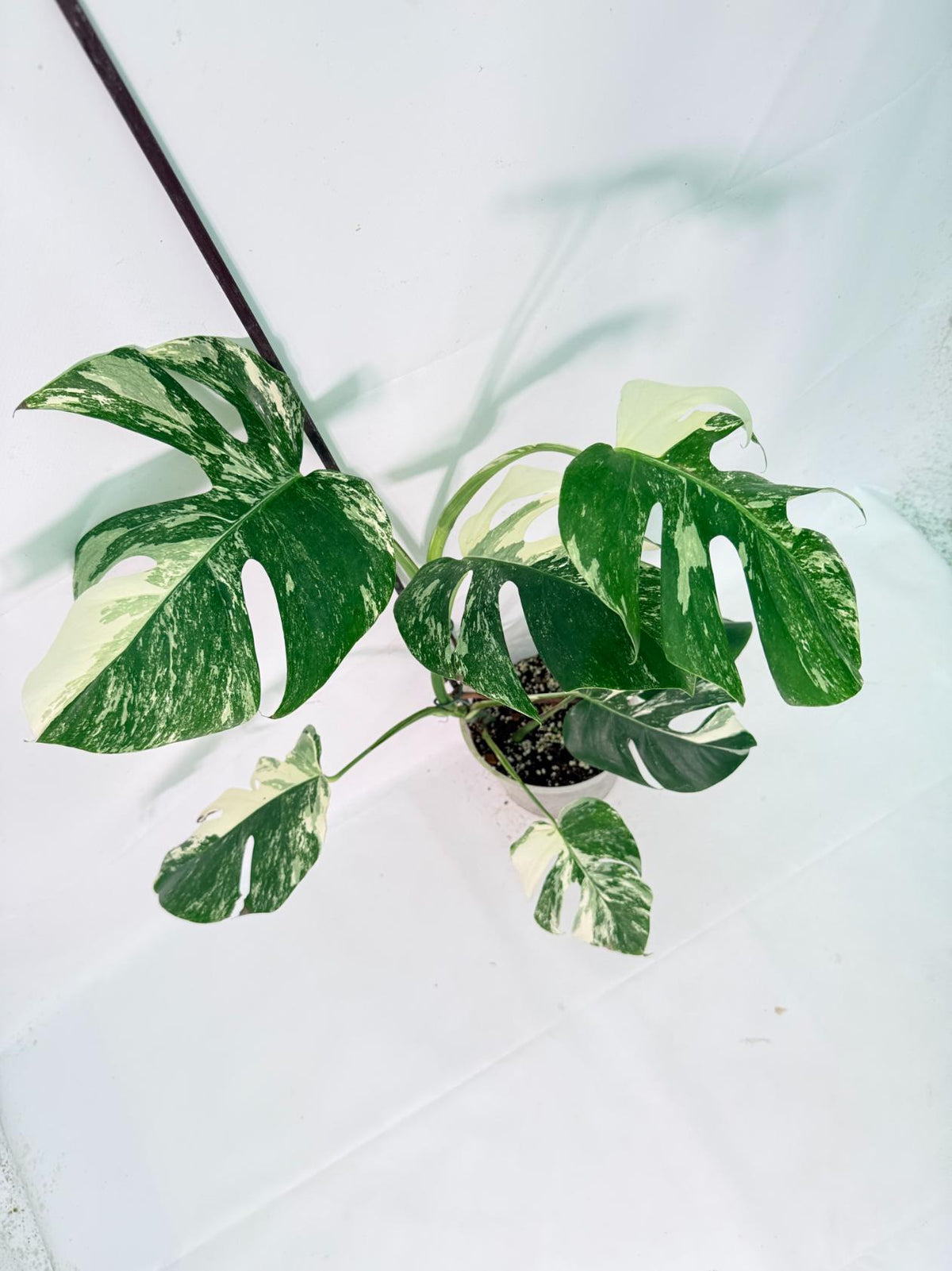 Monstera Albo Variegata XL 06