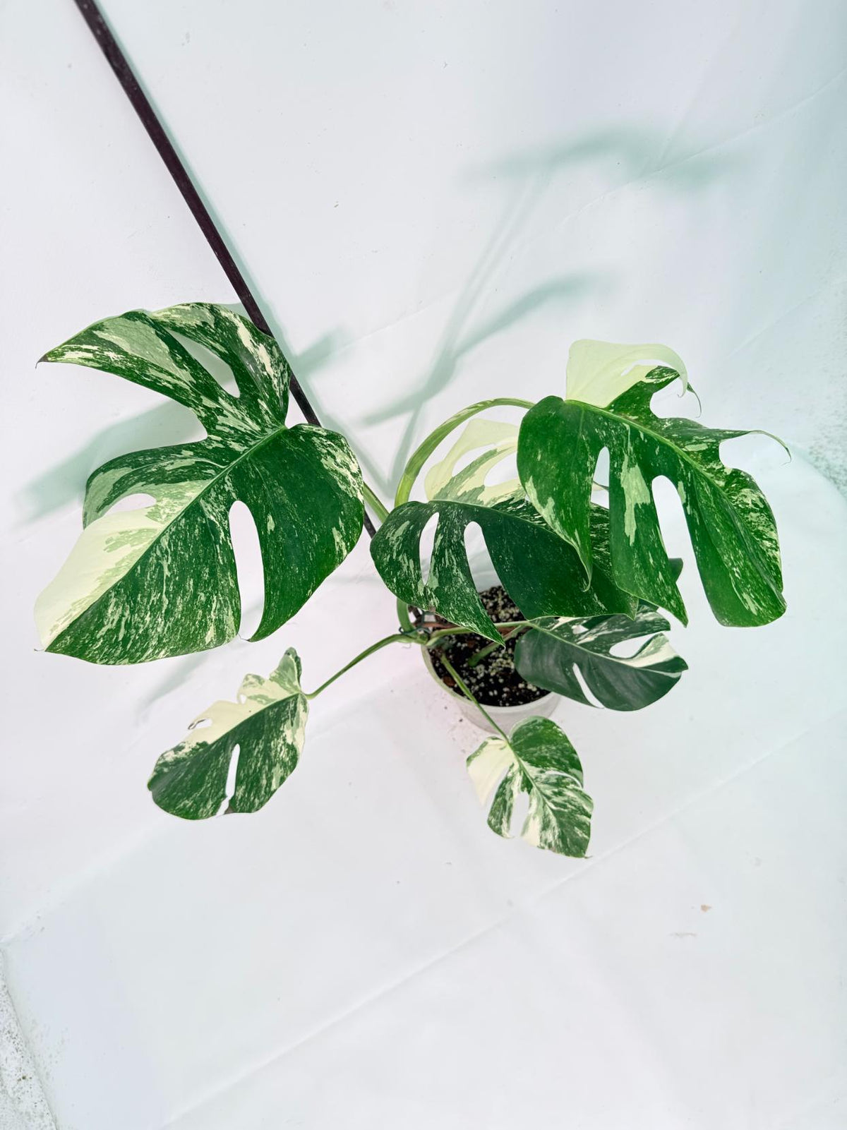 Monstera Albo Variegata XL 07