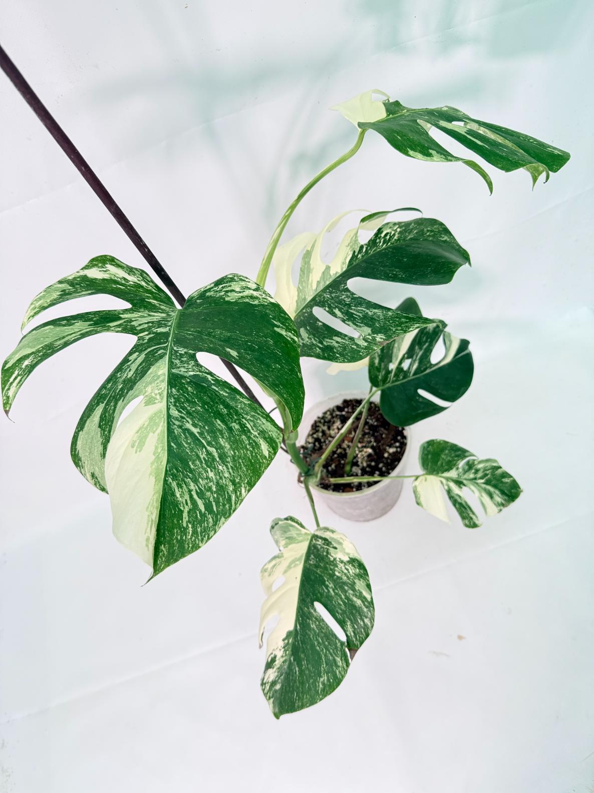 Monstera Albo Variegata XL 08