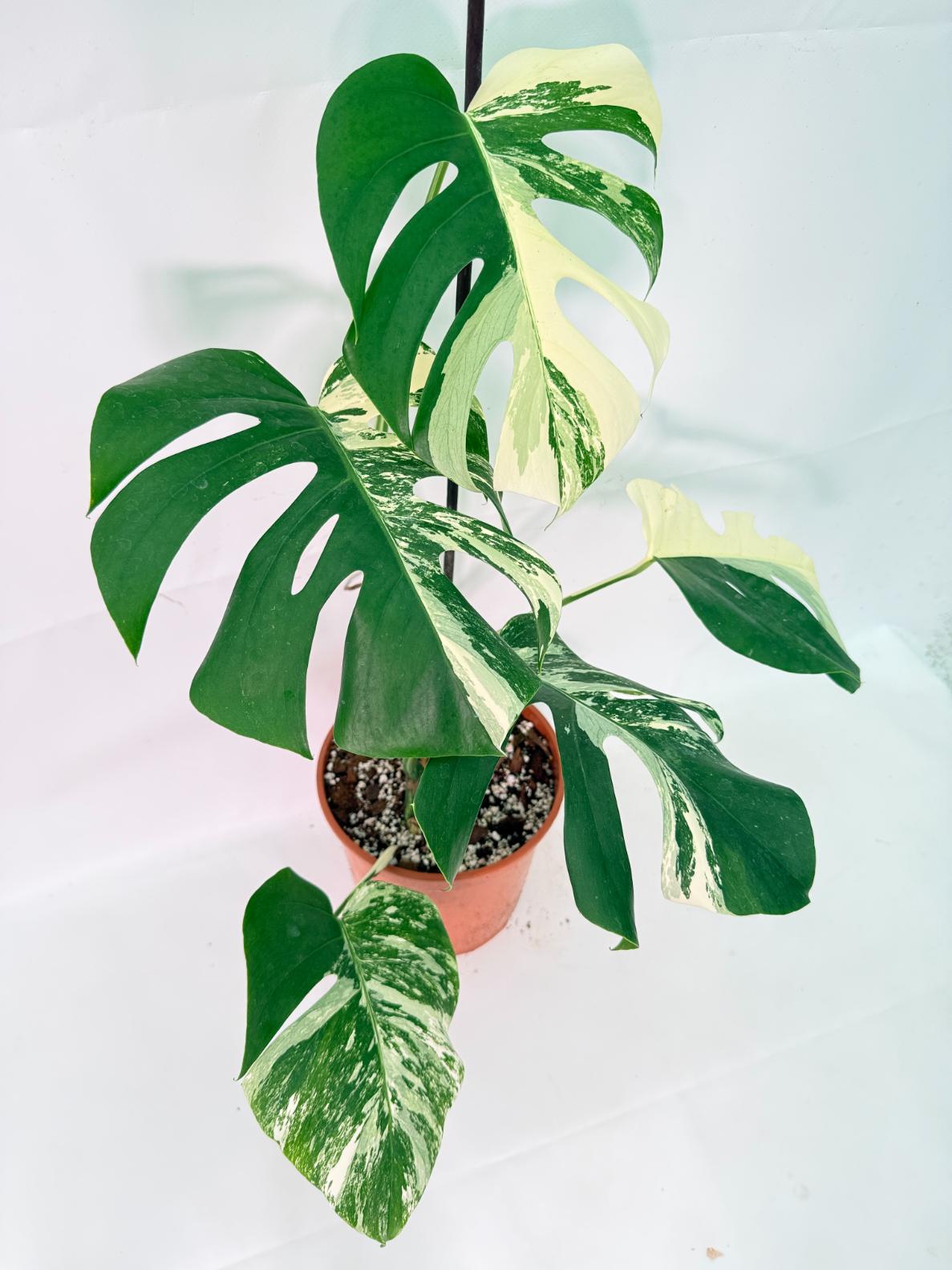 Monstera Albo Variegata XL 08