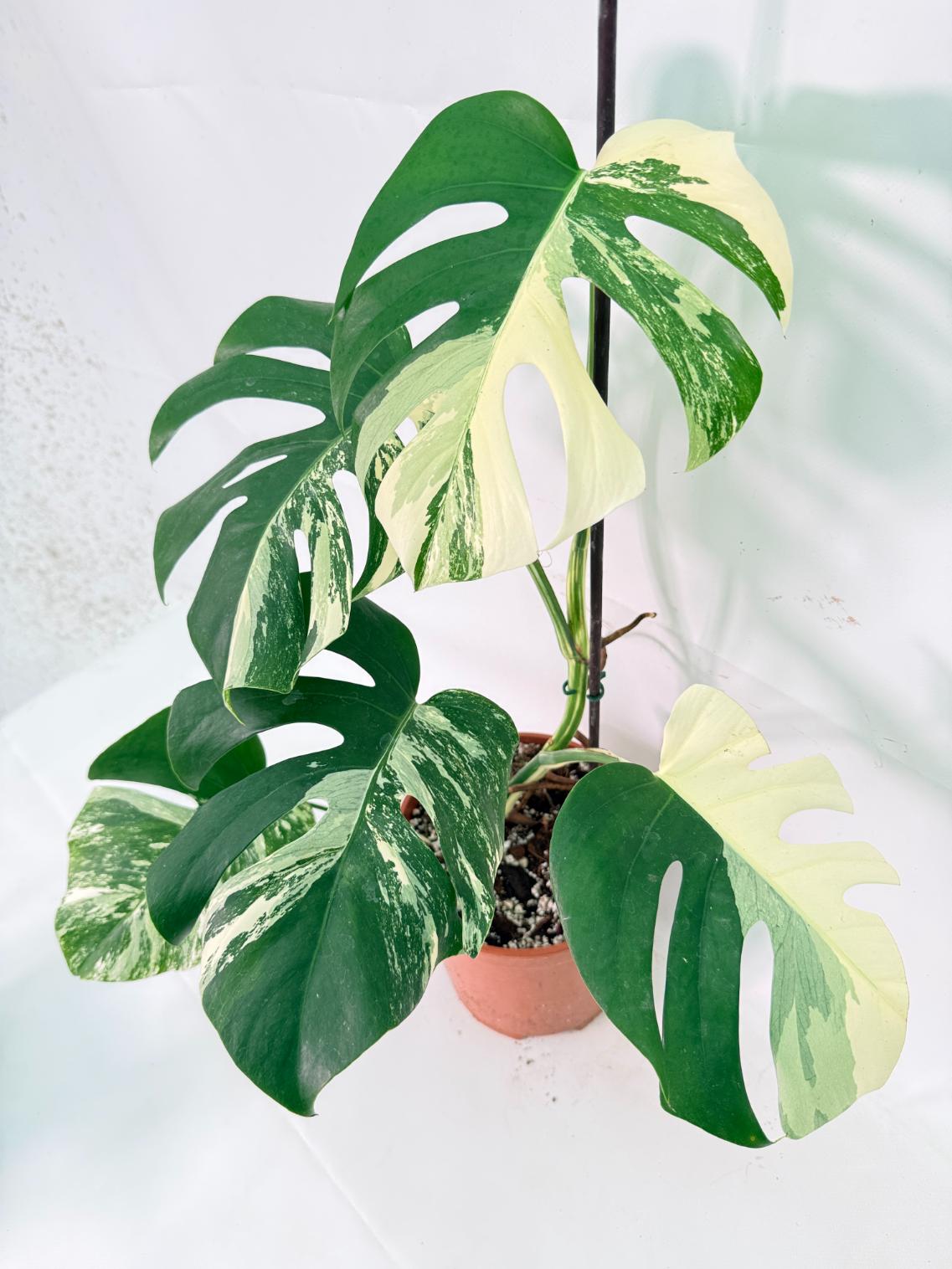 Monstera Albo Variegata XL 09