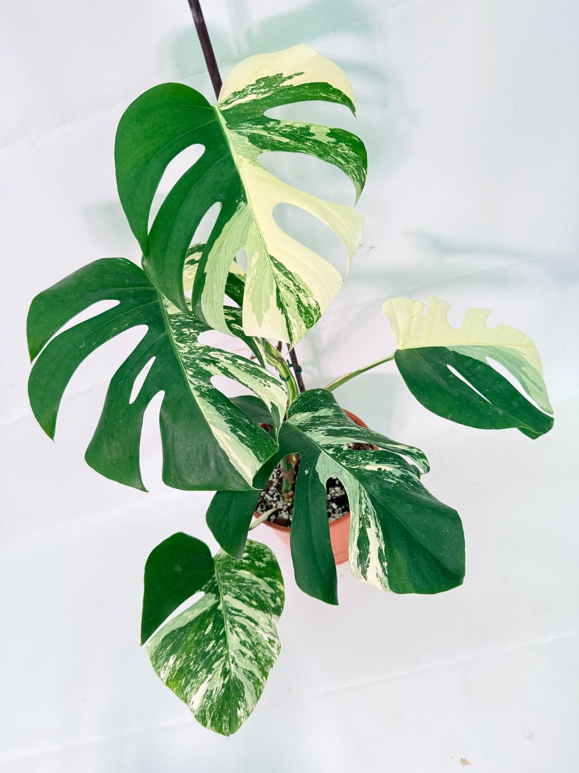 Monstera Albo Variegata XL 10