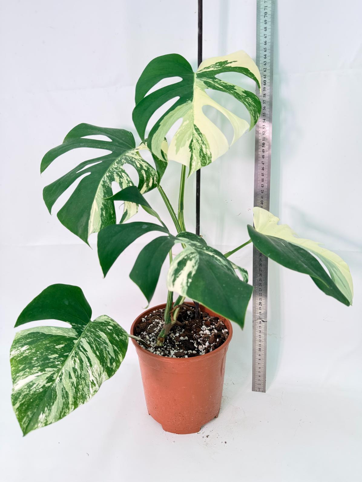 Monstera Albo Variegata XL 11