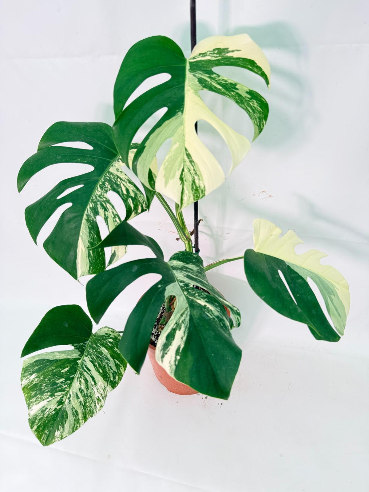 Monstera Albo Variegata XL 01