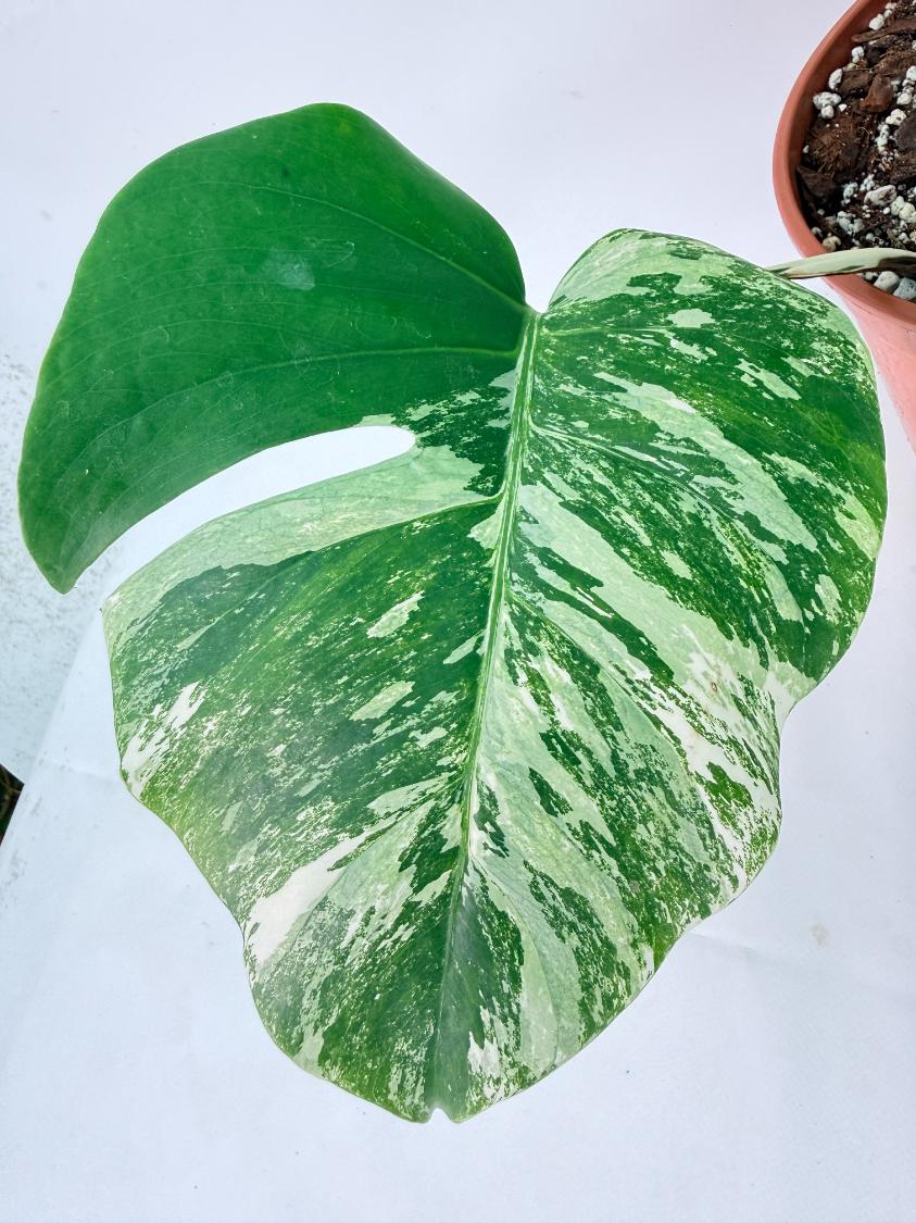 Monstera Albo Variegata XL 03
