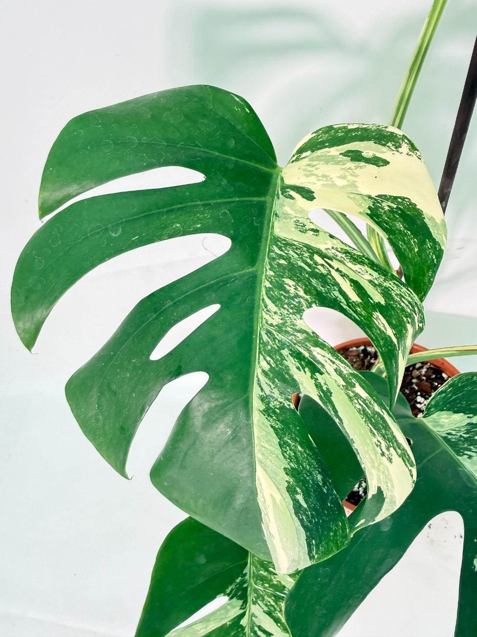 Monstera Albo Variegata XL 04