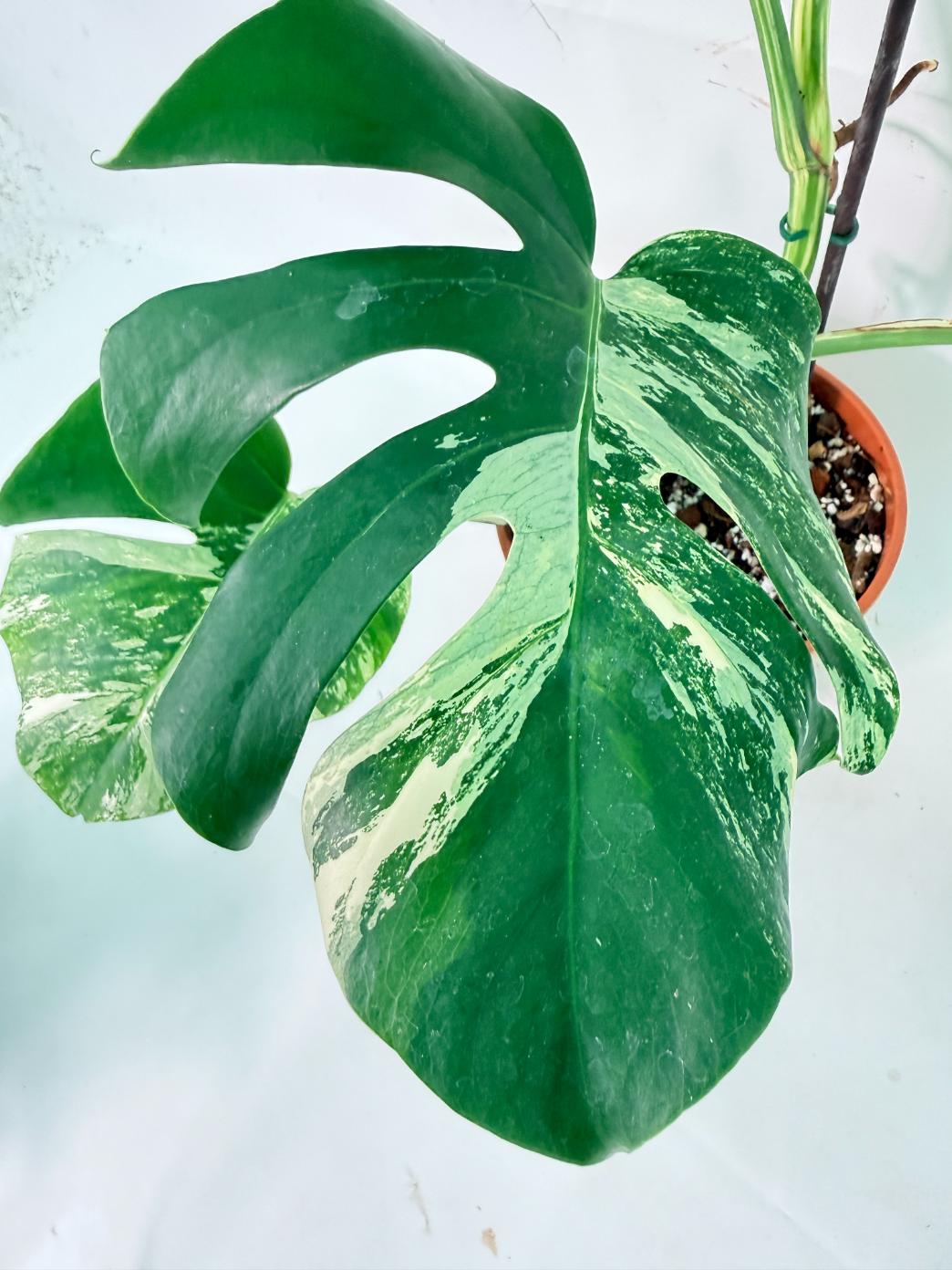Monstera Albo Variegata XL 05