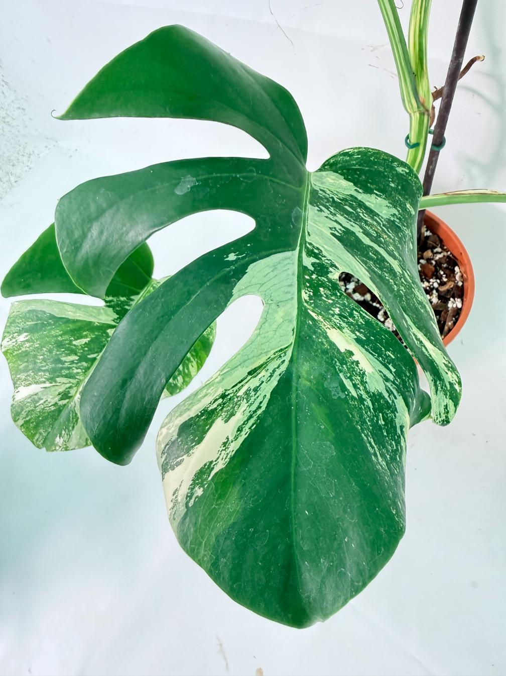 Monstera Albo Variegata XL 06