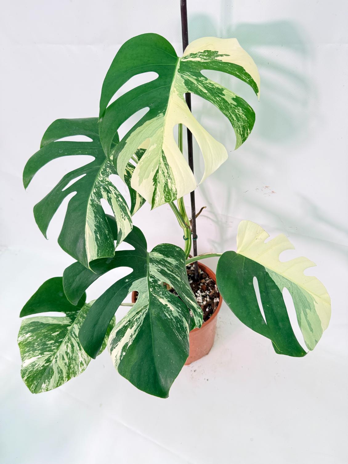 Monstera Albo Variegata XL 07