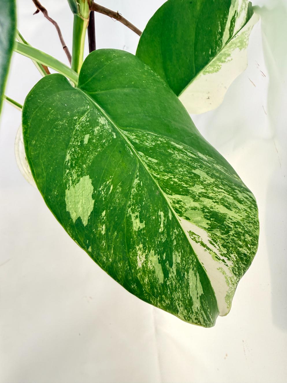 Monstera Albo Variegata XL 09