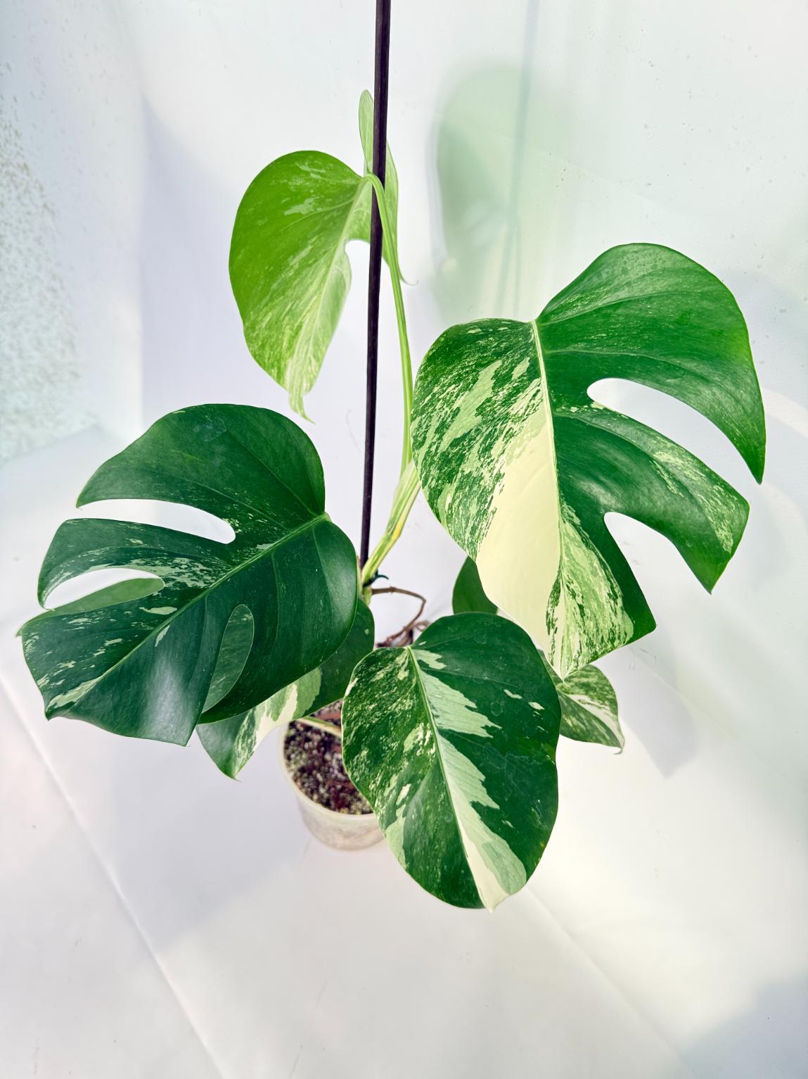 Monstera Albo Variegata XL 02