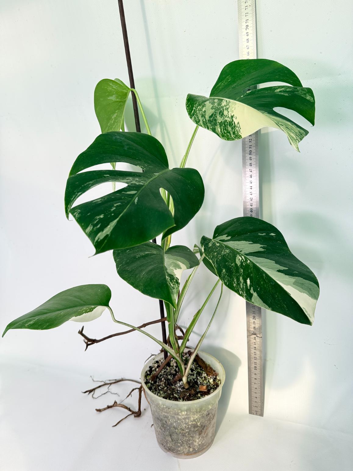 Monstera Albo Variegata XL 10