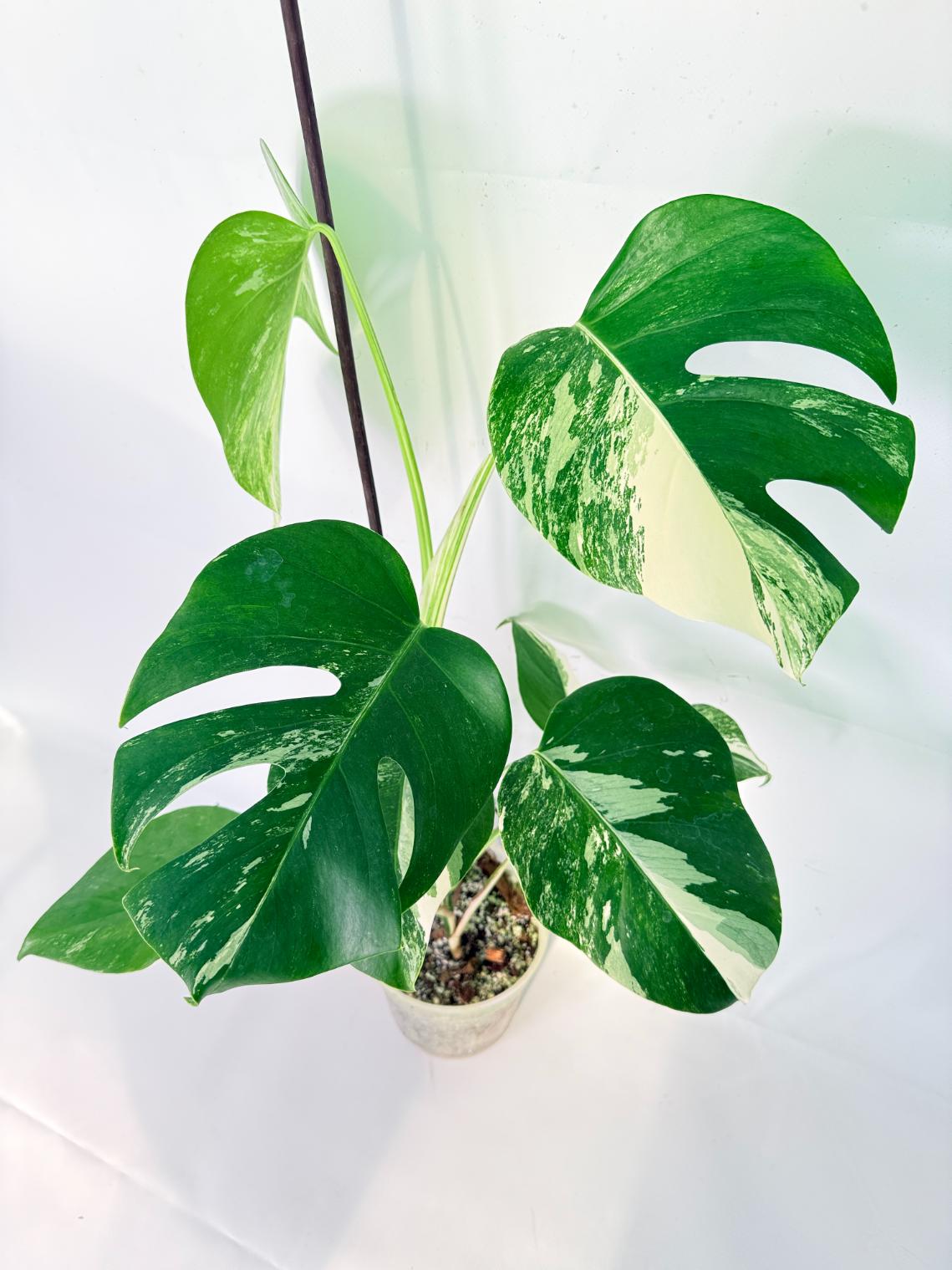 Monstera Albo Variegata XL 04