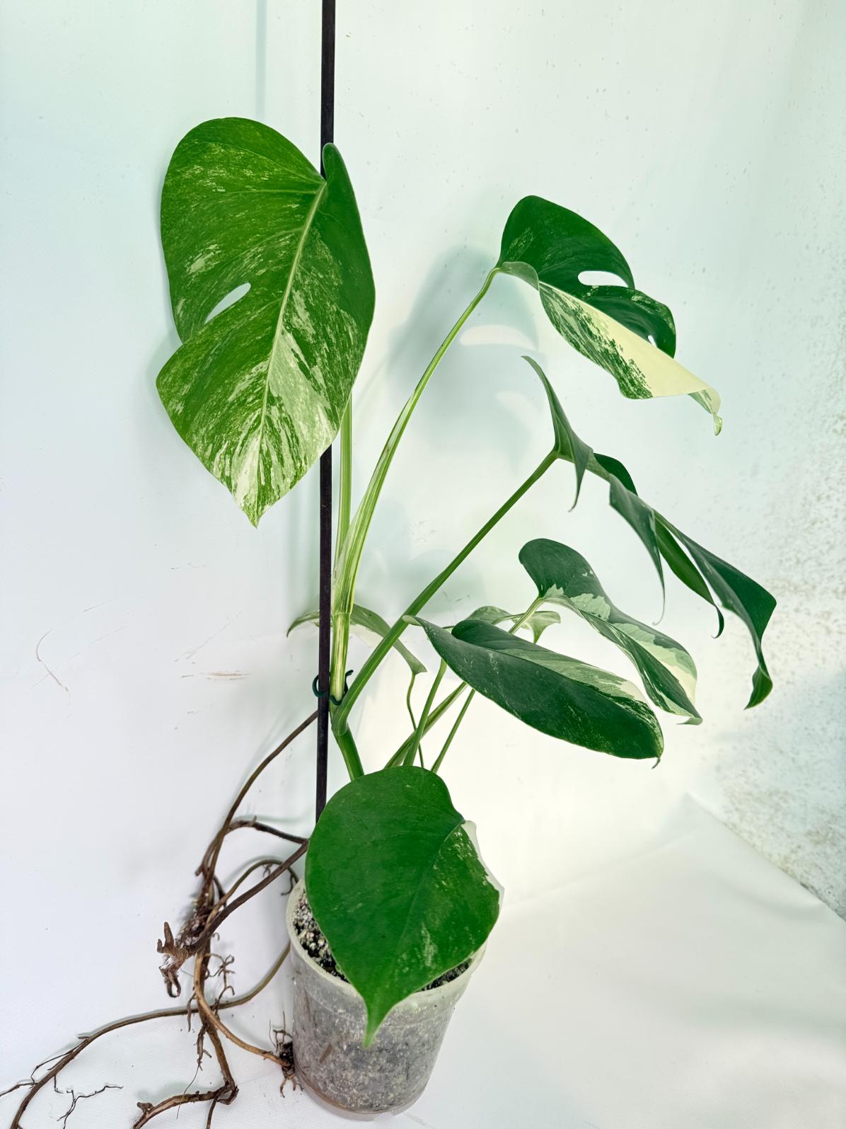 Monstera Albo Variegata XL 03