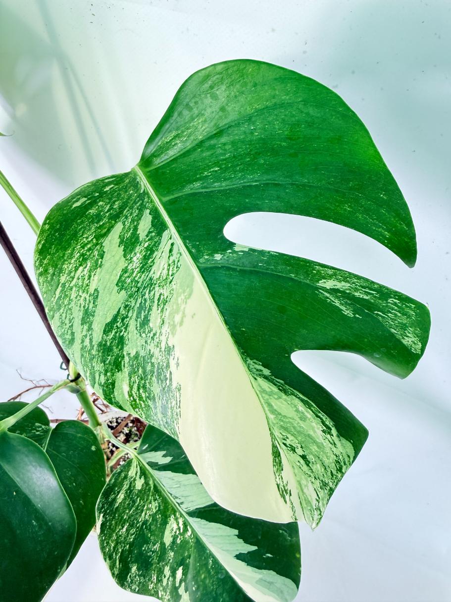 Monstera Albo Variegata XL 05