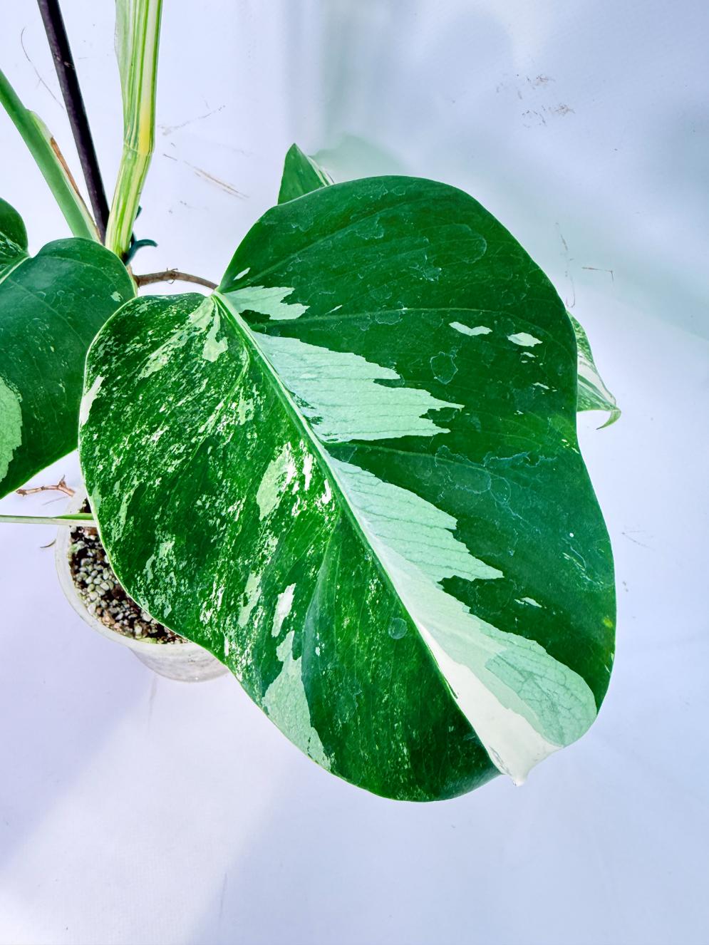 Monstera Albo Variegata XL 06
