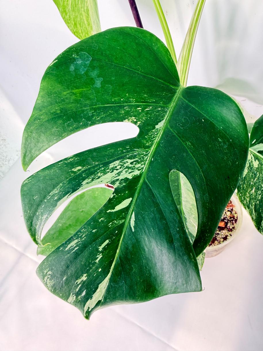 Monstera Albo Variegata XL 07