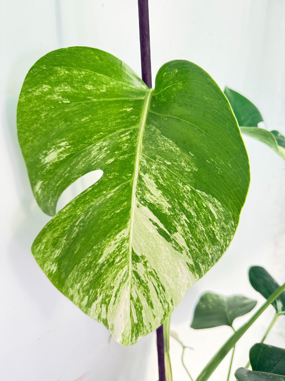 Monstera Albo Variegata XL 08