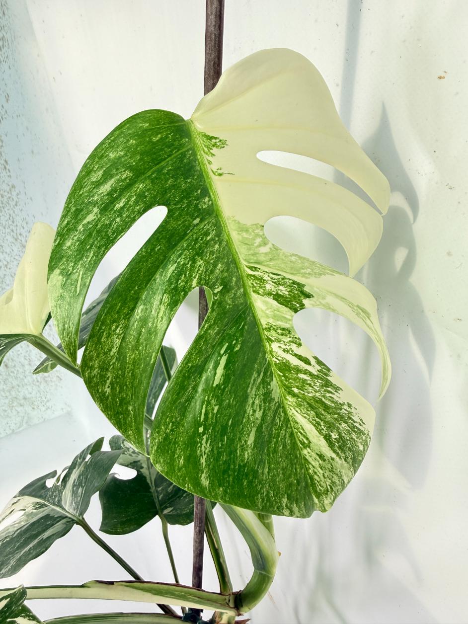 Monstera Albo Variegata XL 08