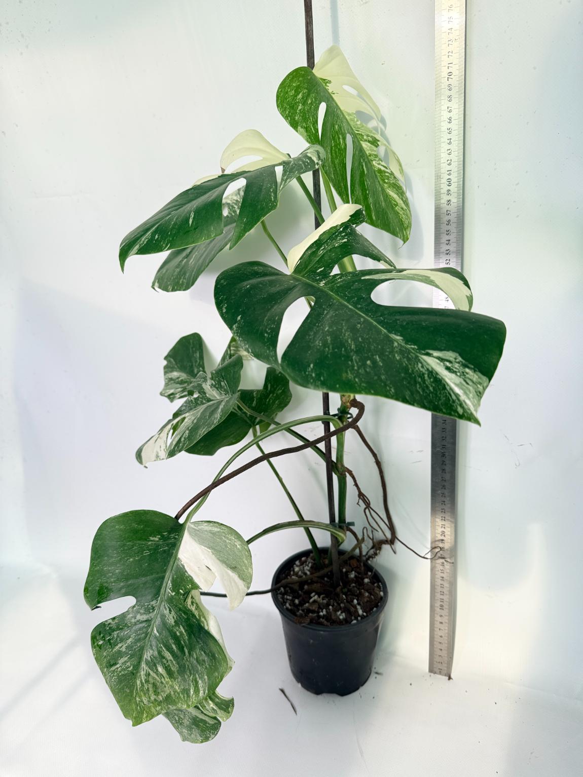 Monstera Albo Variegata XL 09