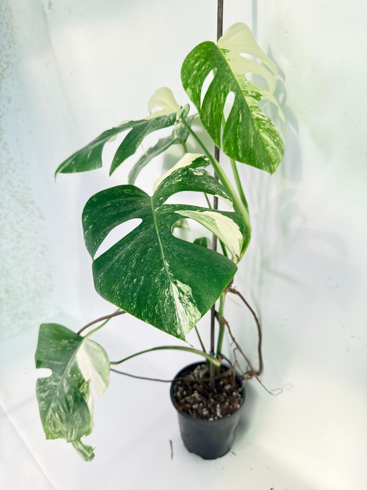 Monstera Albo Variegata XL 01