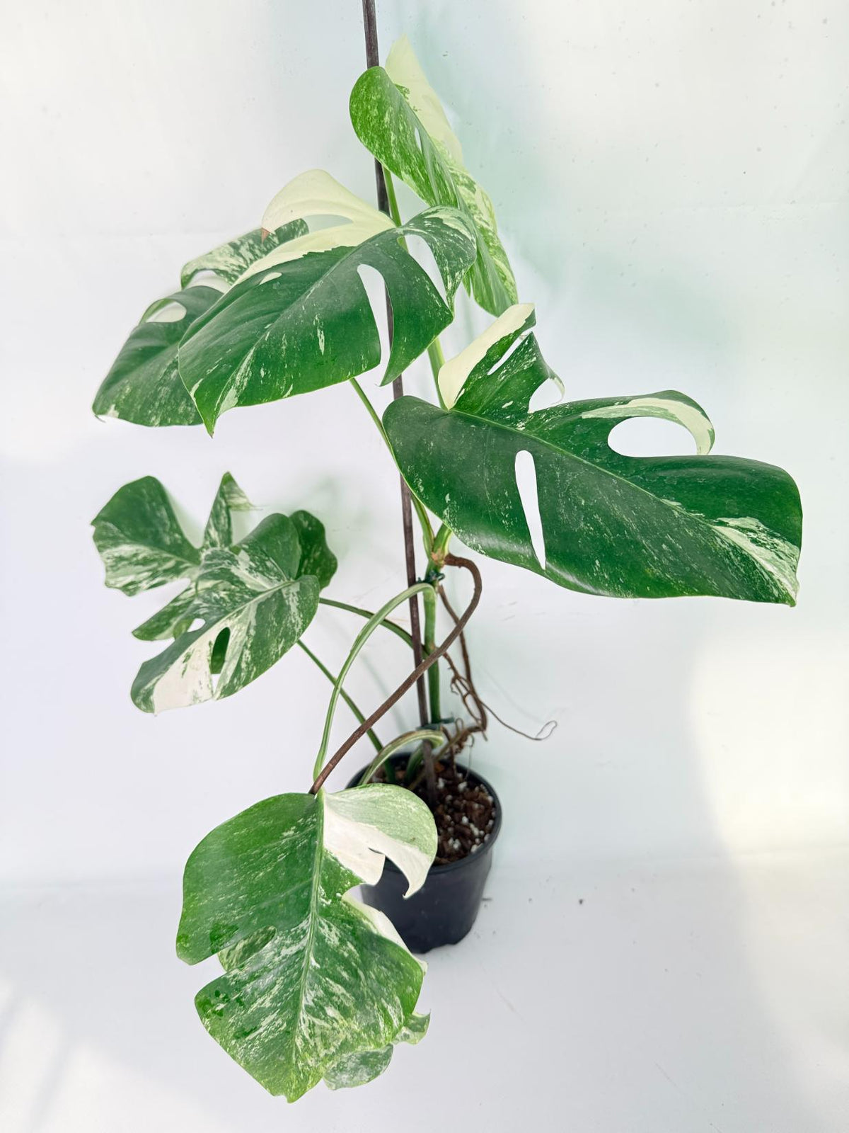 Monstera Albo Variegata XL 02