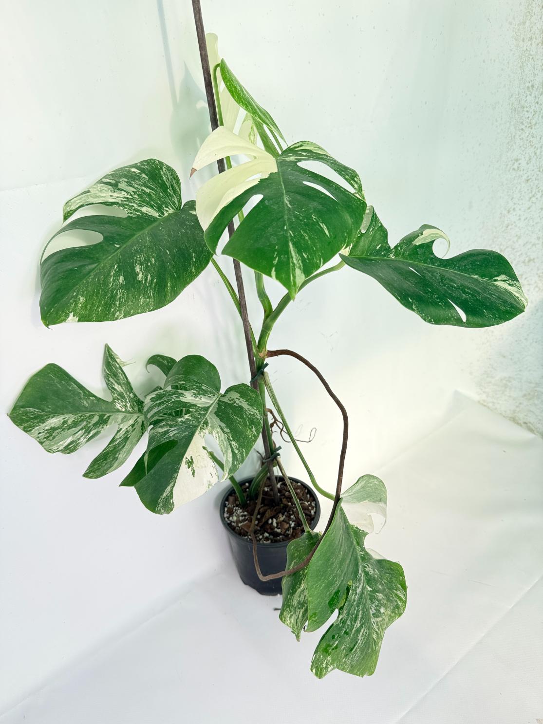 Monstera Albo Variegata XL 03