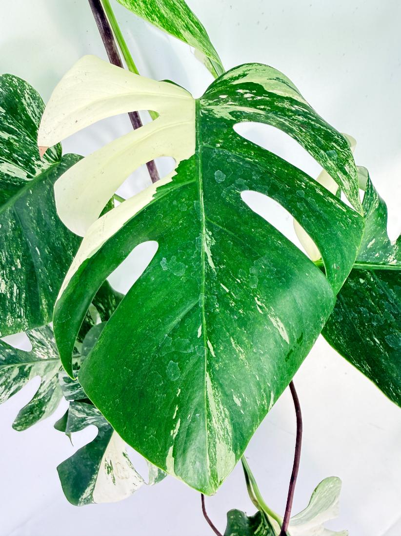 Monstera Albo Variegata XL 04
