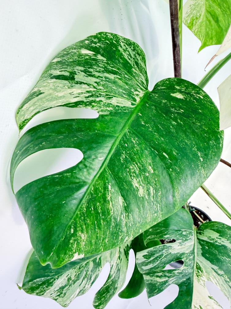Monstera Albo Variegata XL 05