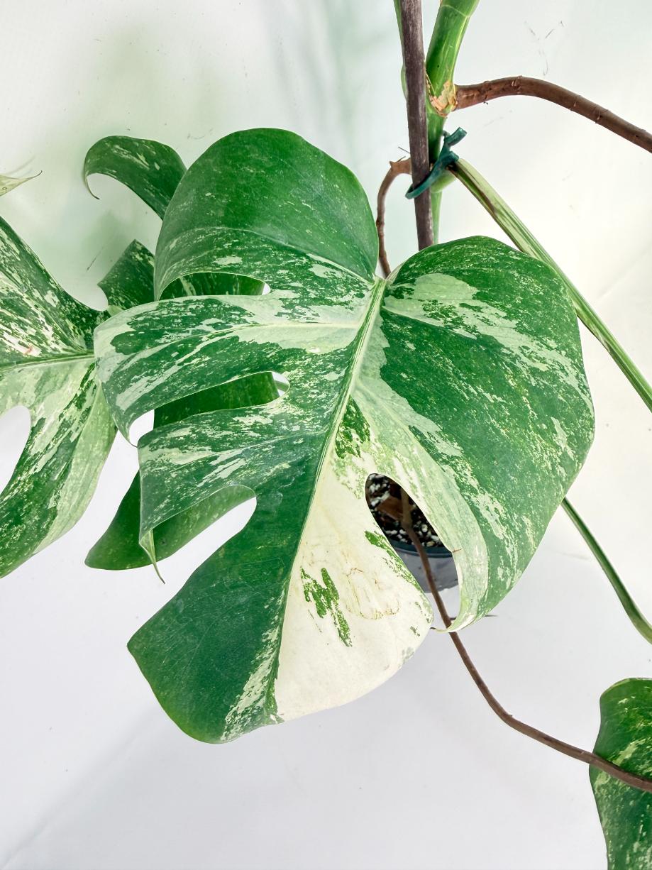 Monstera Albo Variegata XL 06