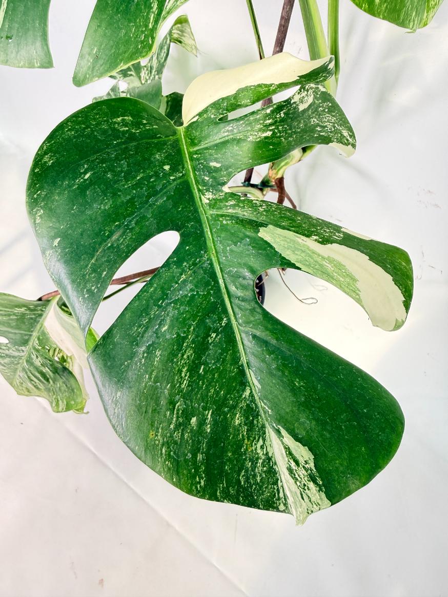 Monstera Albo Variegata XL 07