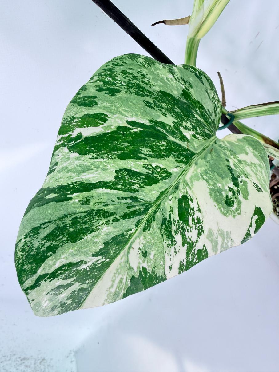 Monstera Albo Variegata XL 08