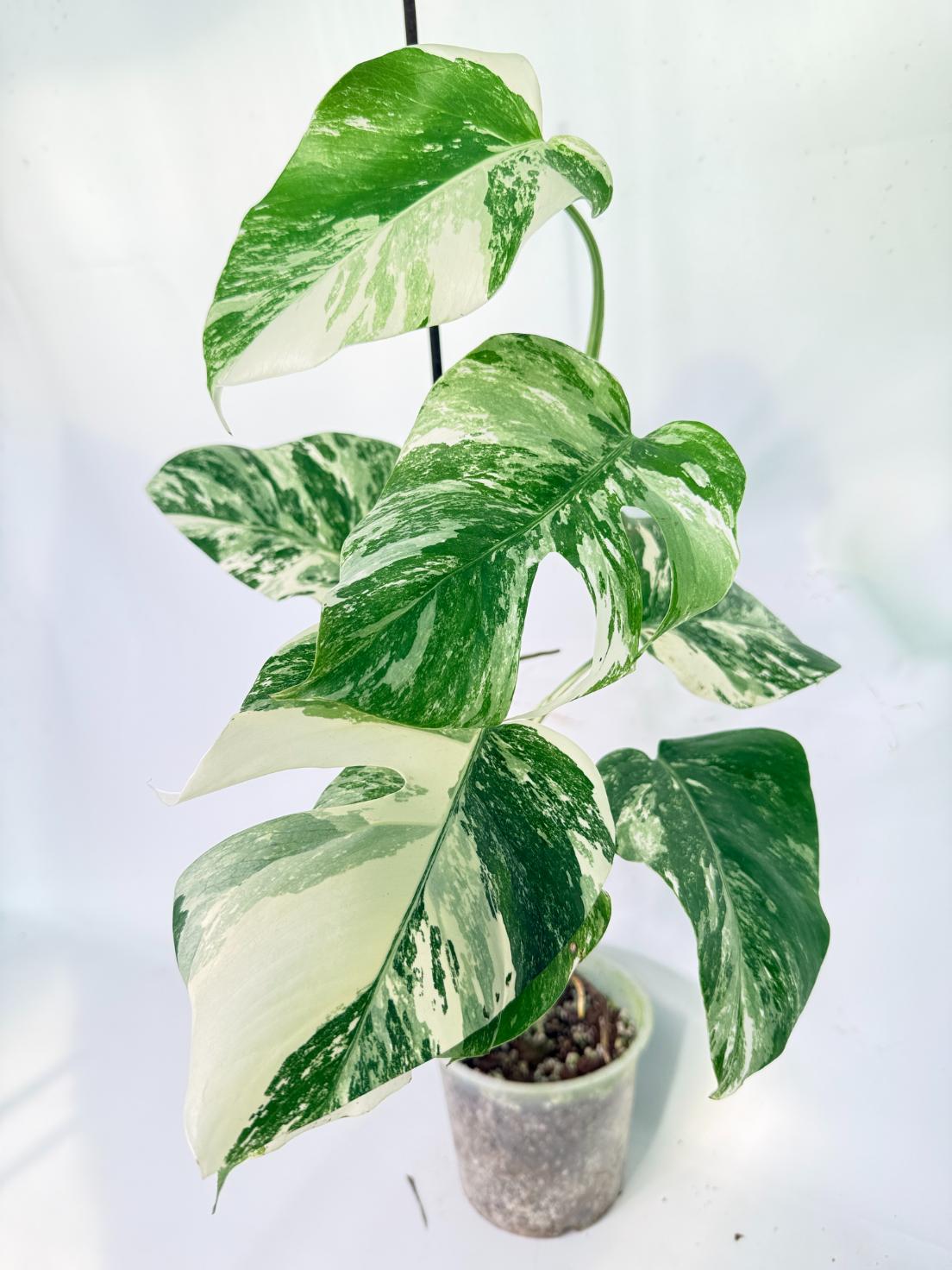 Monstera Albo Variegata XL 09
