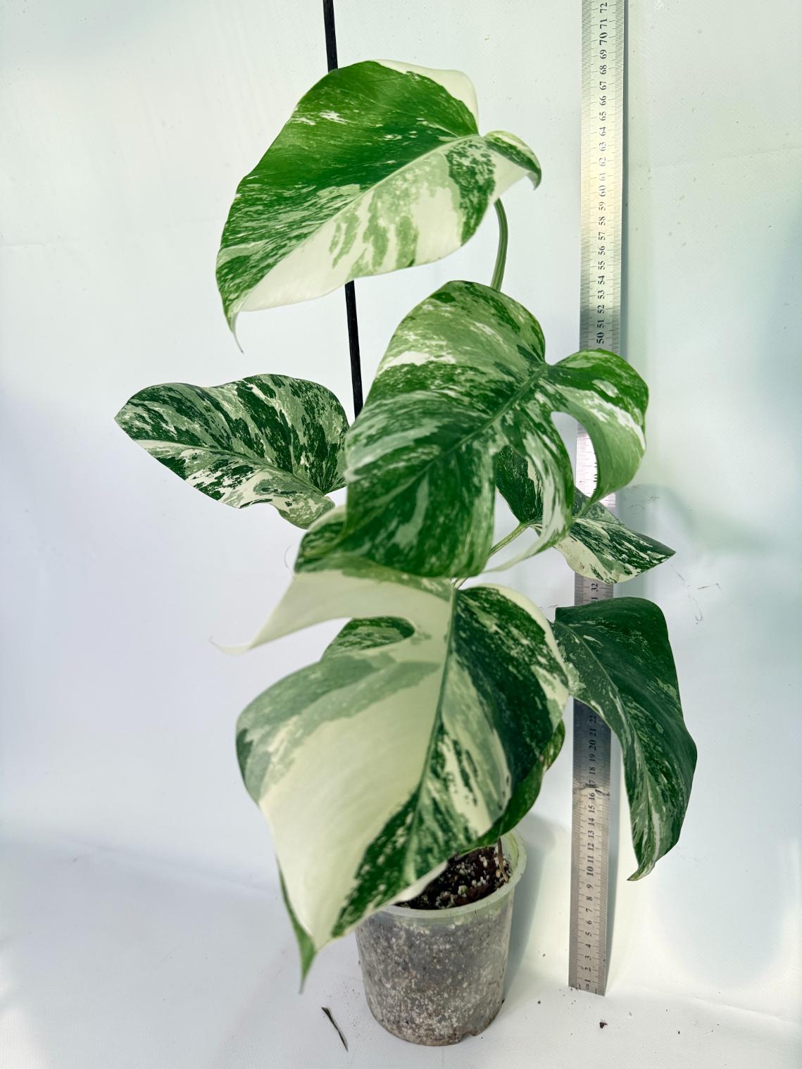 Monstera Albo Variegata XL 10