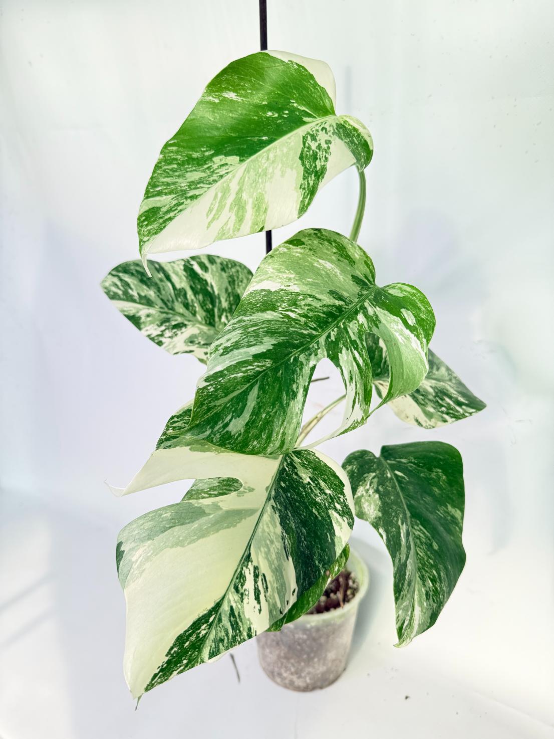 Monstera Albo Variegata XL 01