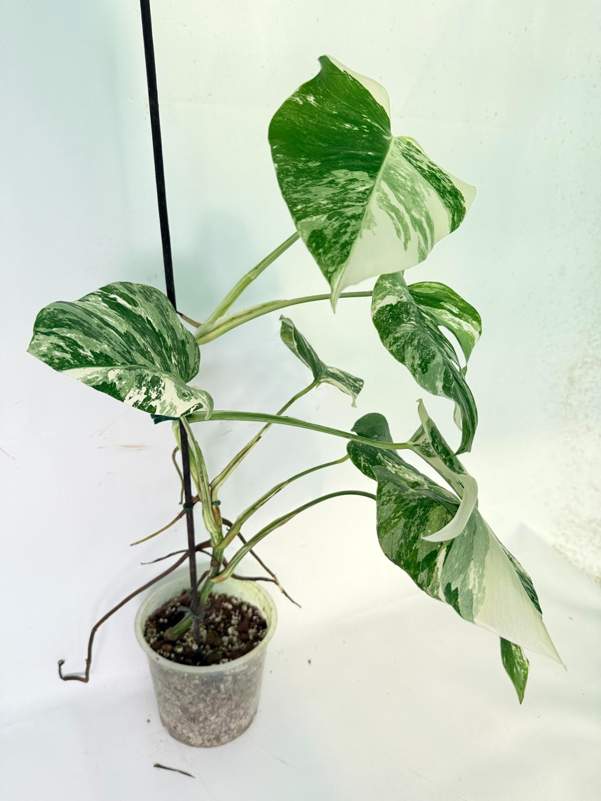 Monstera Albo Variegata XL 02