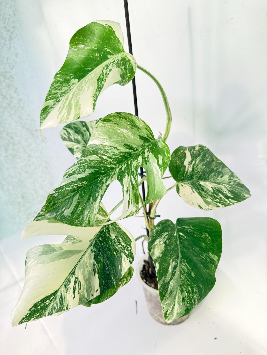 Monstera Albo Variegata XL 03