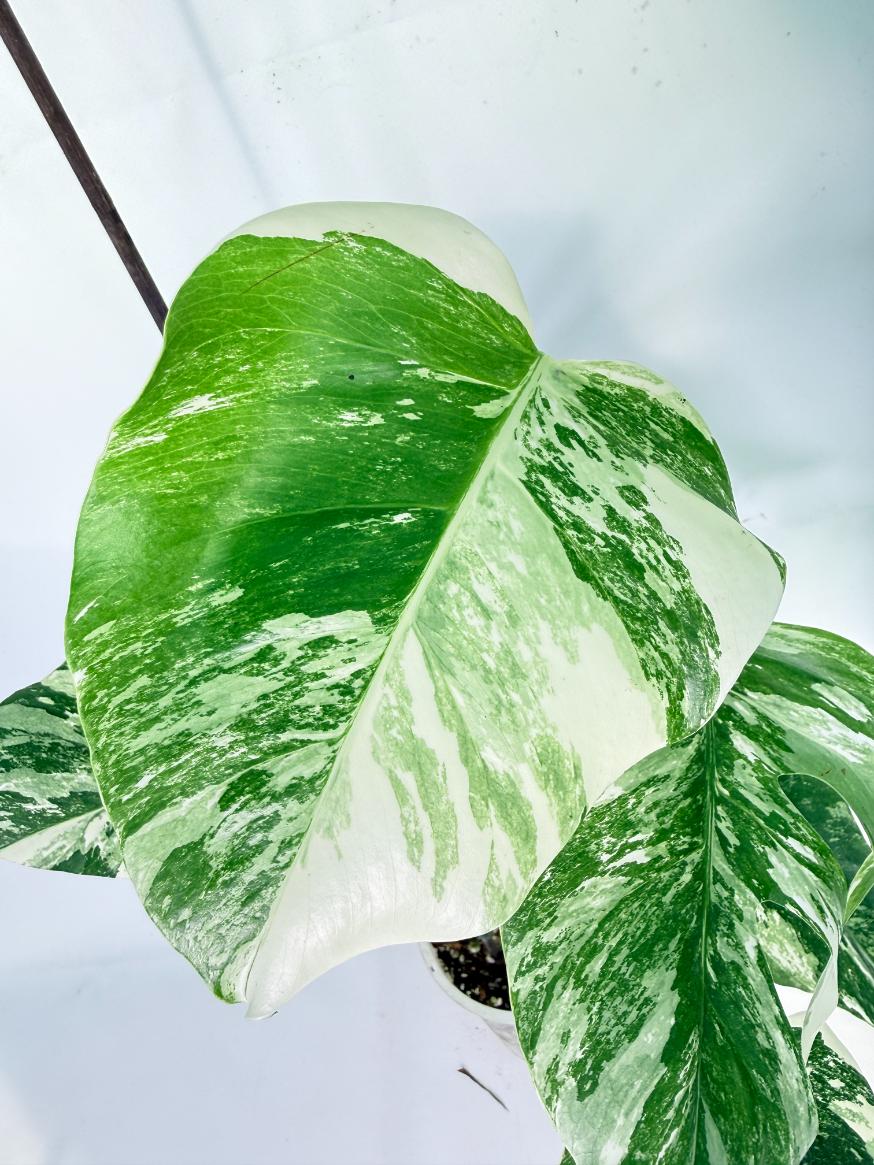 Monstera Albo Variegata XL 04