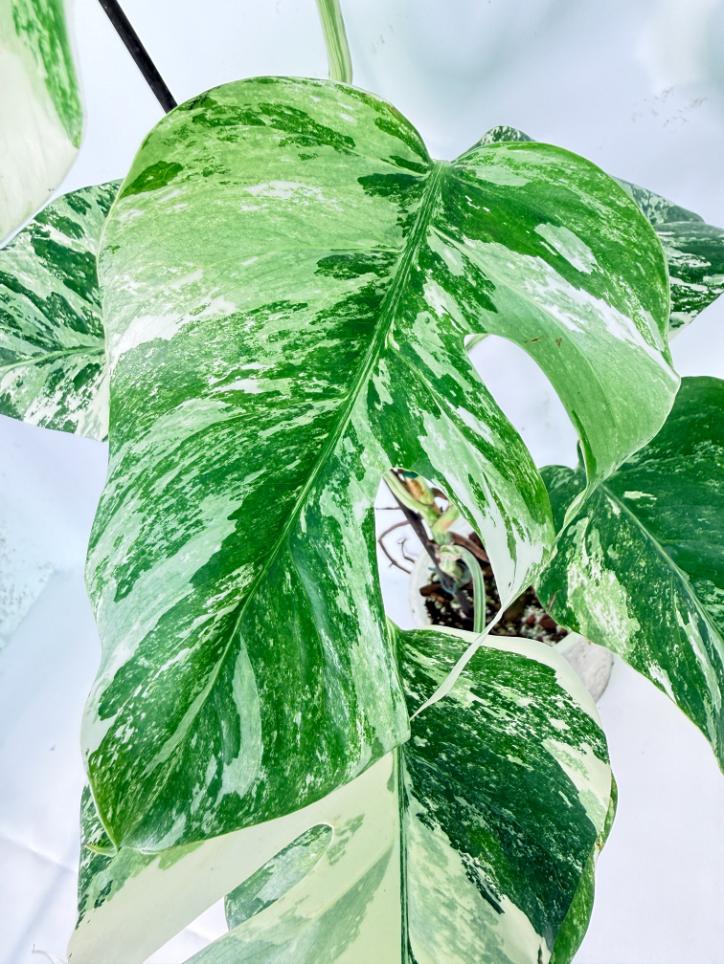Monstera Albo Variegata XL 05