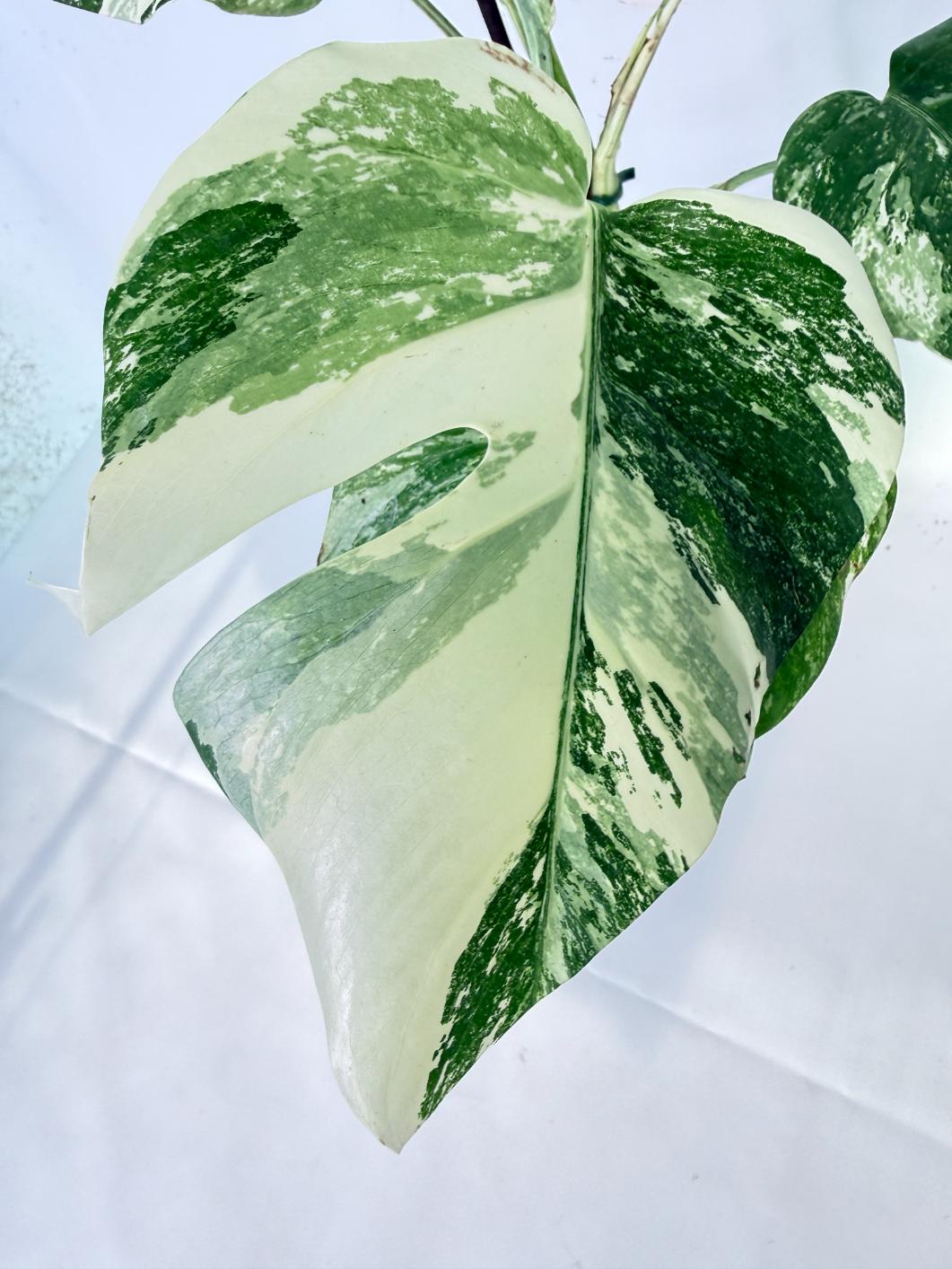 Monstera Albo Variegata XL 06