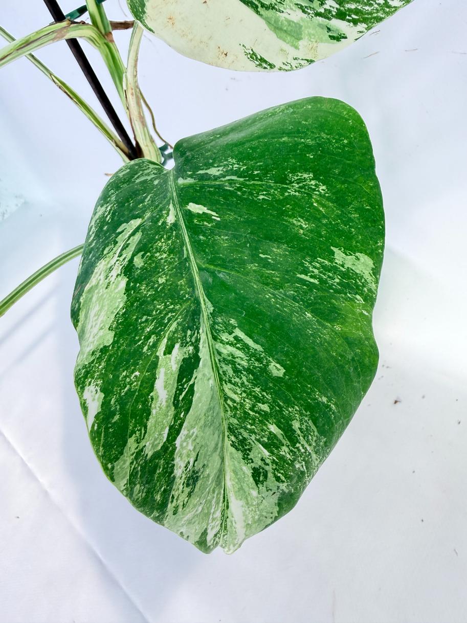 Monstera Albo Variegata XL 07
