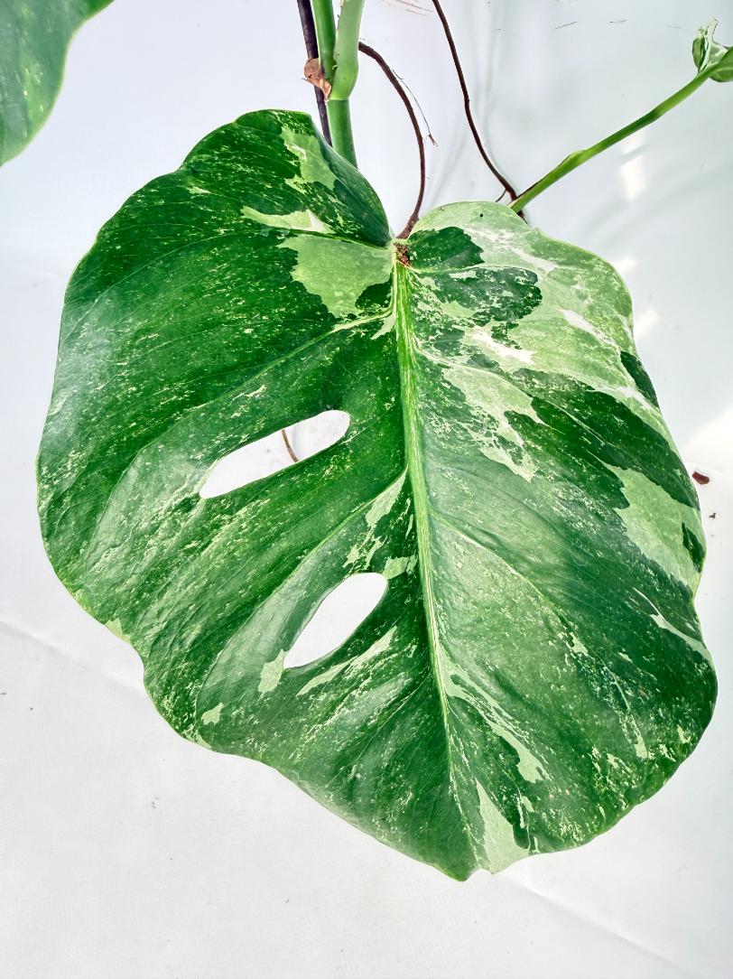 Monstera Albo Variegata XL 08