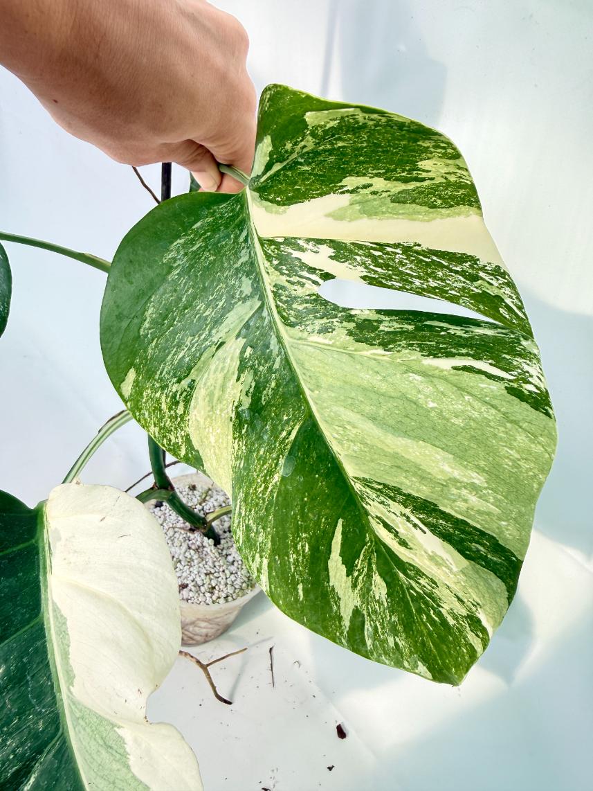 Monstera Albo Variegata XL 09