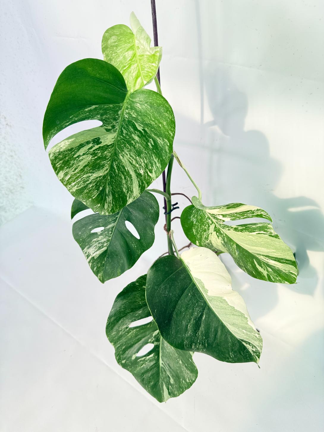 Monstera Albo Variegata XL 10