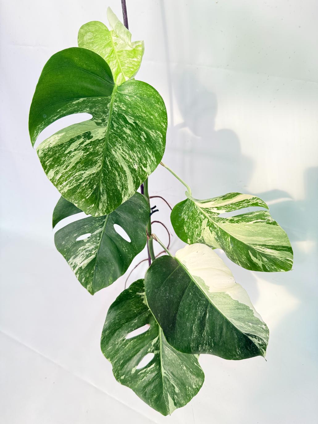 Monstera Albo Variegata XL 11