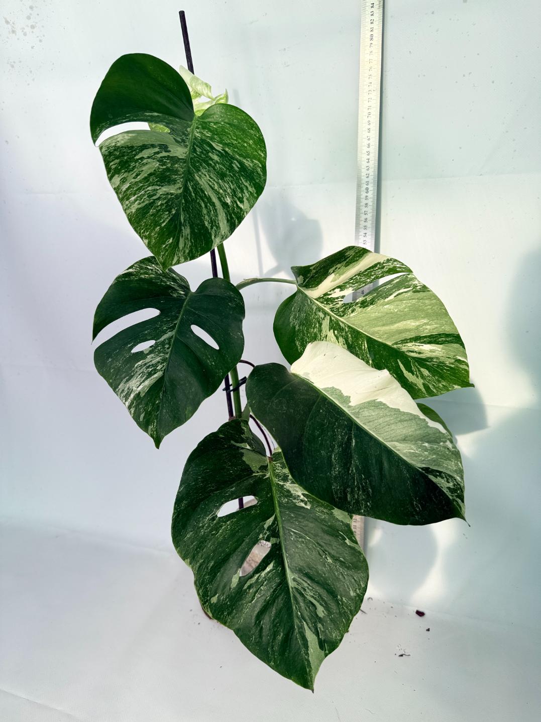 Monstera Albo Variegata XL 12